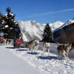 musher di slitta con husky: sleddog in valtellina