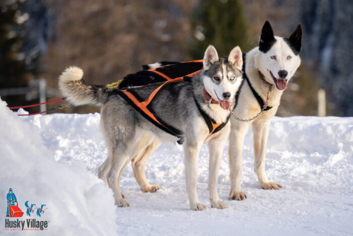 cani da slitta husky in valtellina - evento sullo sleddog organizzato all'husky village