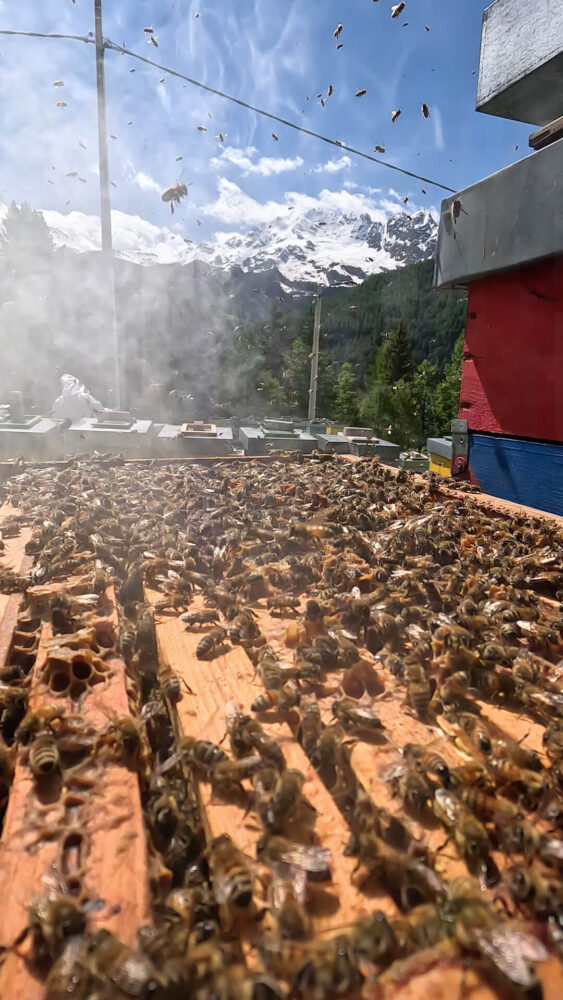 produzione di miele sulle alpi in valtellina all'husky village di arnoga