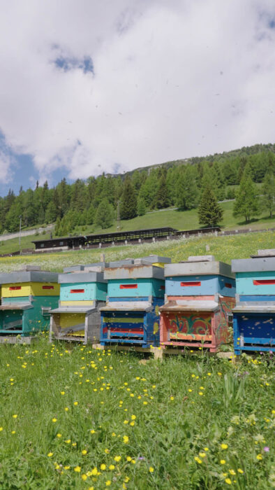 attività di apicoltura in montagna: allevamento api in alta Valtellina all'husky village vicino a Livigno