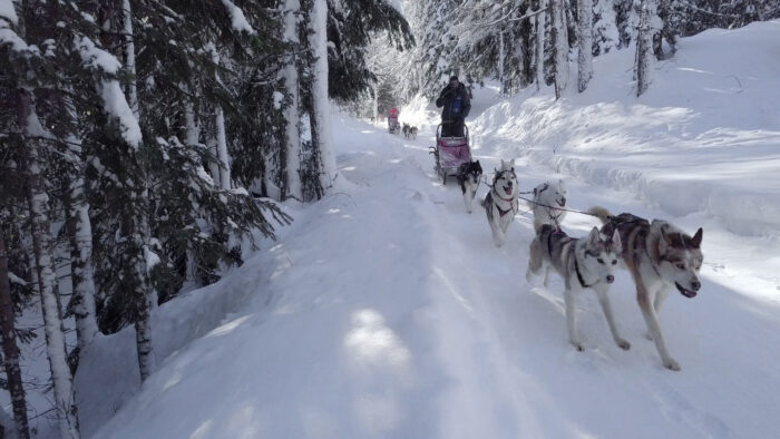 escursioni in slitta con cani husky in Valtellina vicino a Livigno e Bormio: attività per famiglie