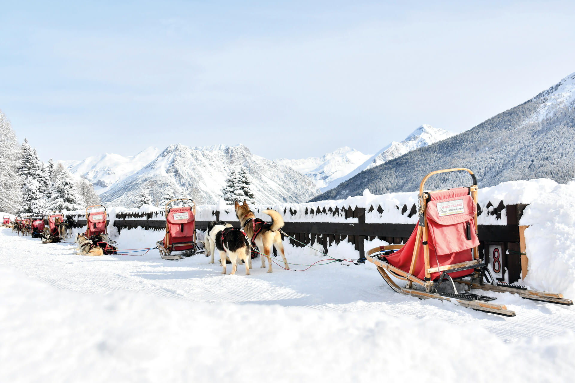 slitte guidate da husky in valtellina: esperienza sleddog in lombardia vicino a livigno e a bormio